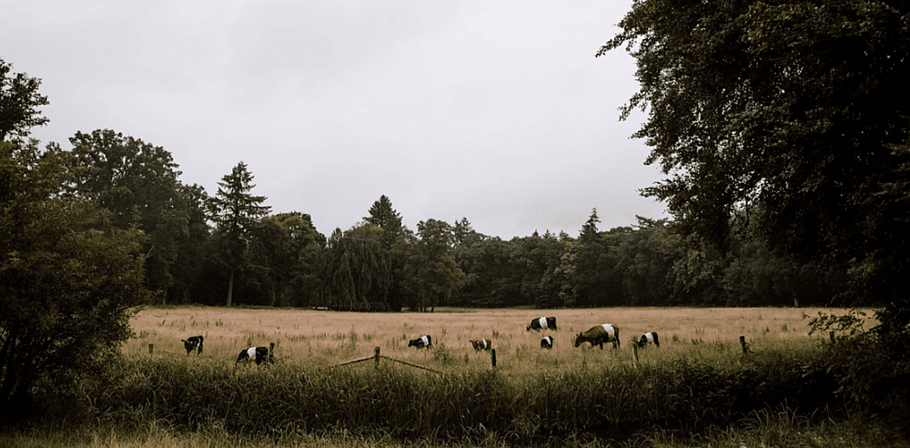 7 Landgoed Groot Warnsborn Crops Header Website.png