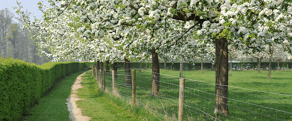 Groene, glooiende Haspengouw.png
