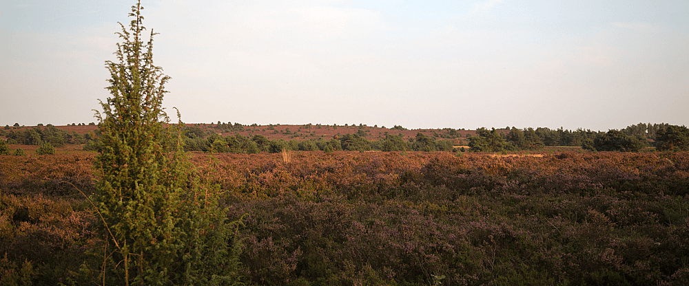 Nationaal Park de Sallandse Heuvelrug.png