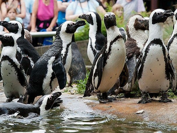 pinguin-1.jpg