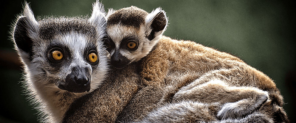 Dierenpark Amersfoort.png