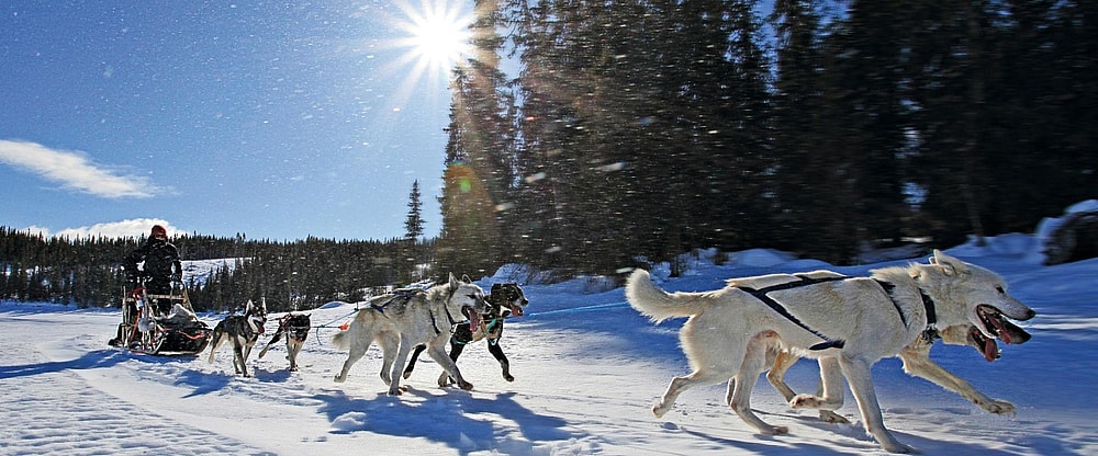 Herangtunet Huskyslede 1920 x 800 pixels.jpg