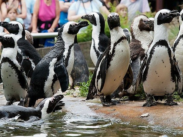 pinguin-1.jpg